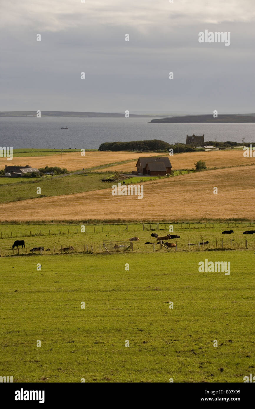 Farmland near Orphir and Scapa Flow behind, Orkney, Scotland, UK Stock Photo
