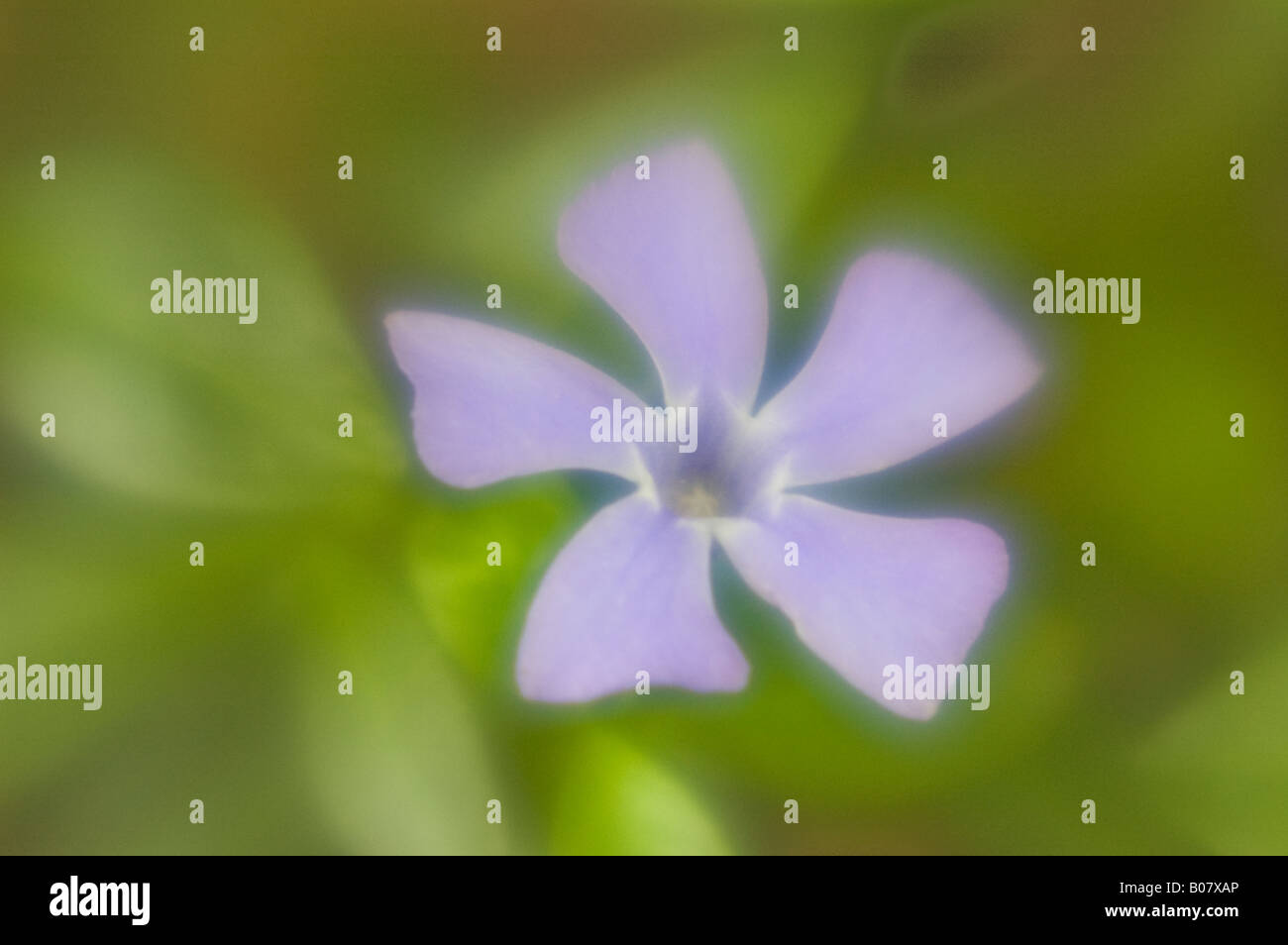 Photogenic wild flower hi-res stock photography and images - Alamy