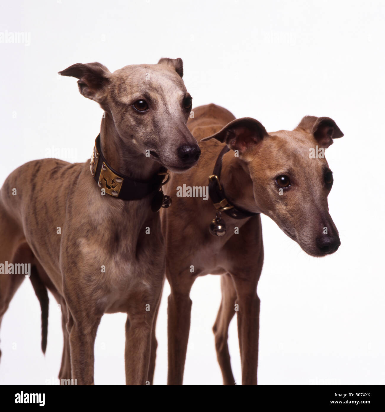 Two whippets on white background Stock Photo