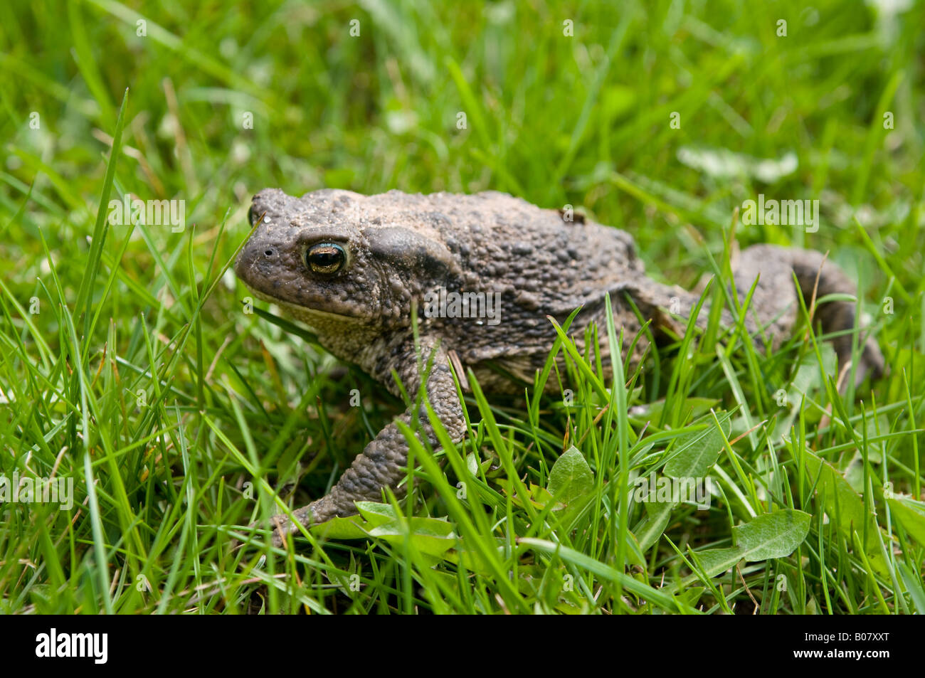 common toad Stock Photo