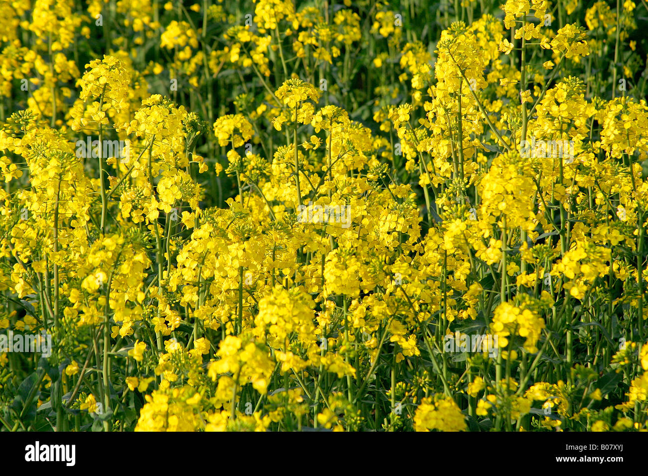 Fields Of Yellow Oilseed Rape Flower Crops Spring Cambridgeshire England Britain Uk Stock Photo Alamy