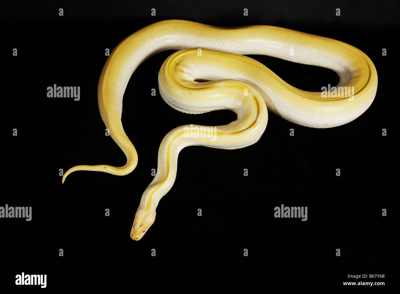 Albino Python coiling on the floor Stock Photo - Alamy