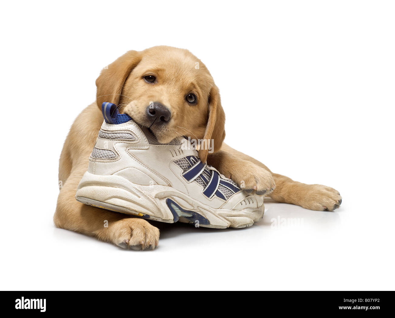 golden retriever chewing