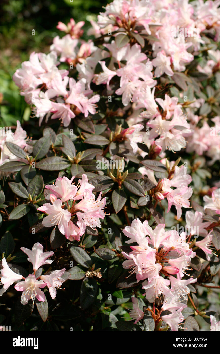 RHODODENDRON GINNY GEE Stock Photo