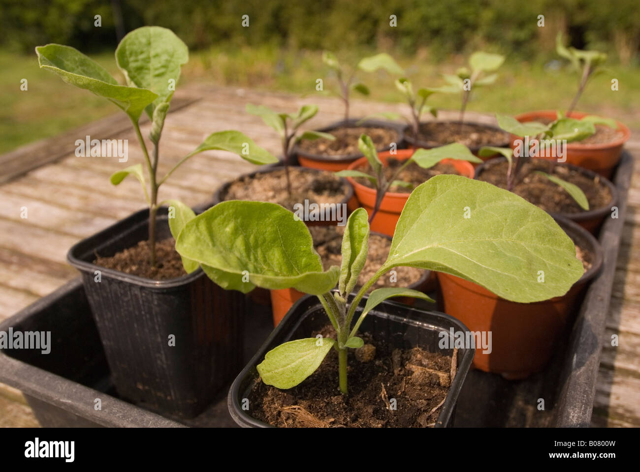 young aubergine plants Stock Photo Alamy