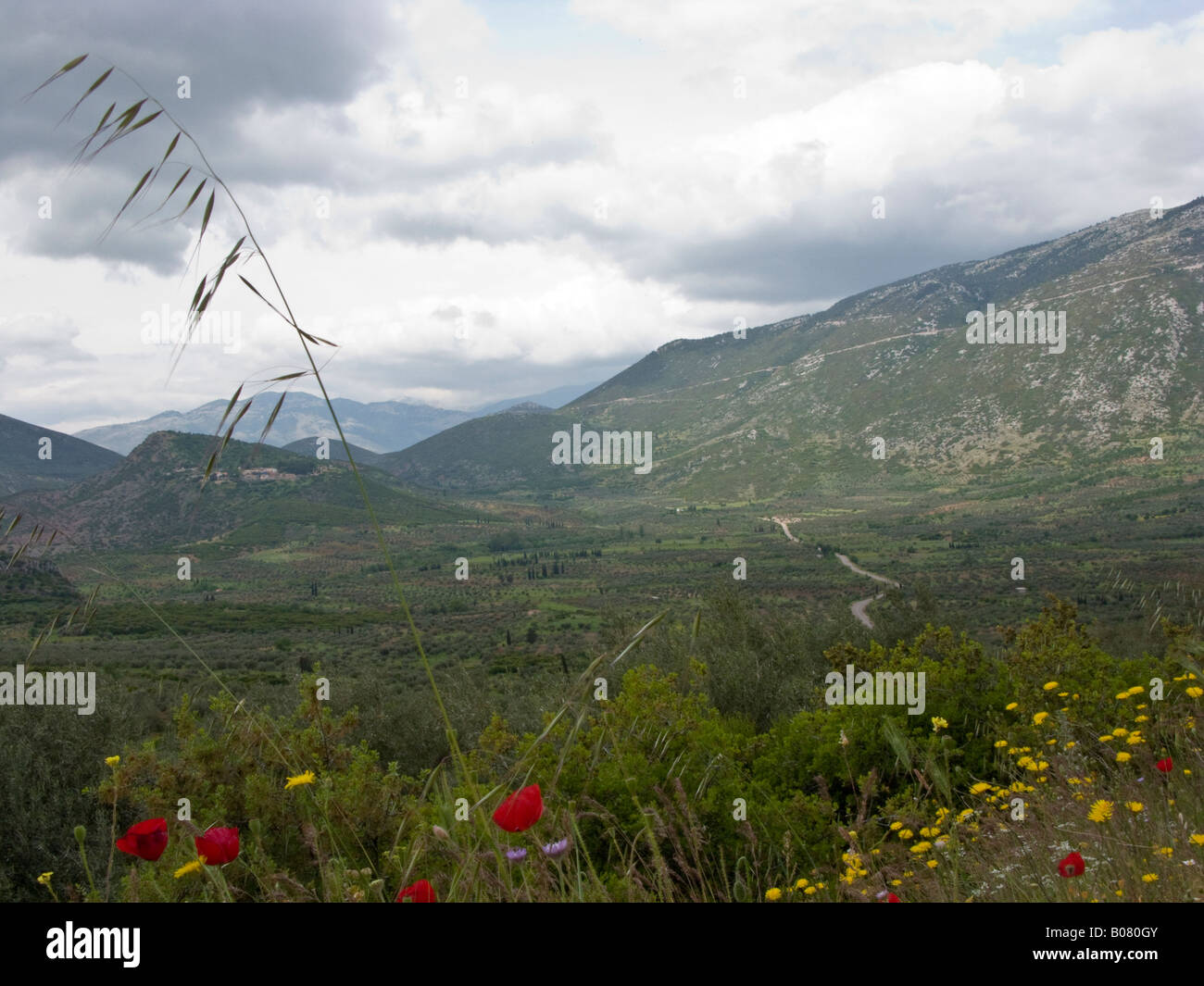 countryside near Hosios Loukas monastery, Boeotia province, Greece Stock Photo