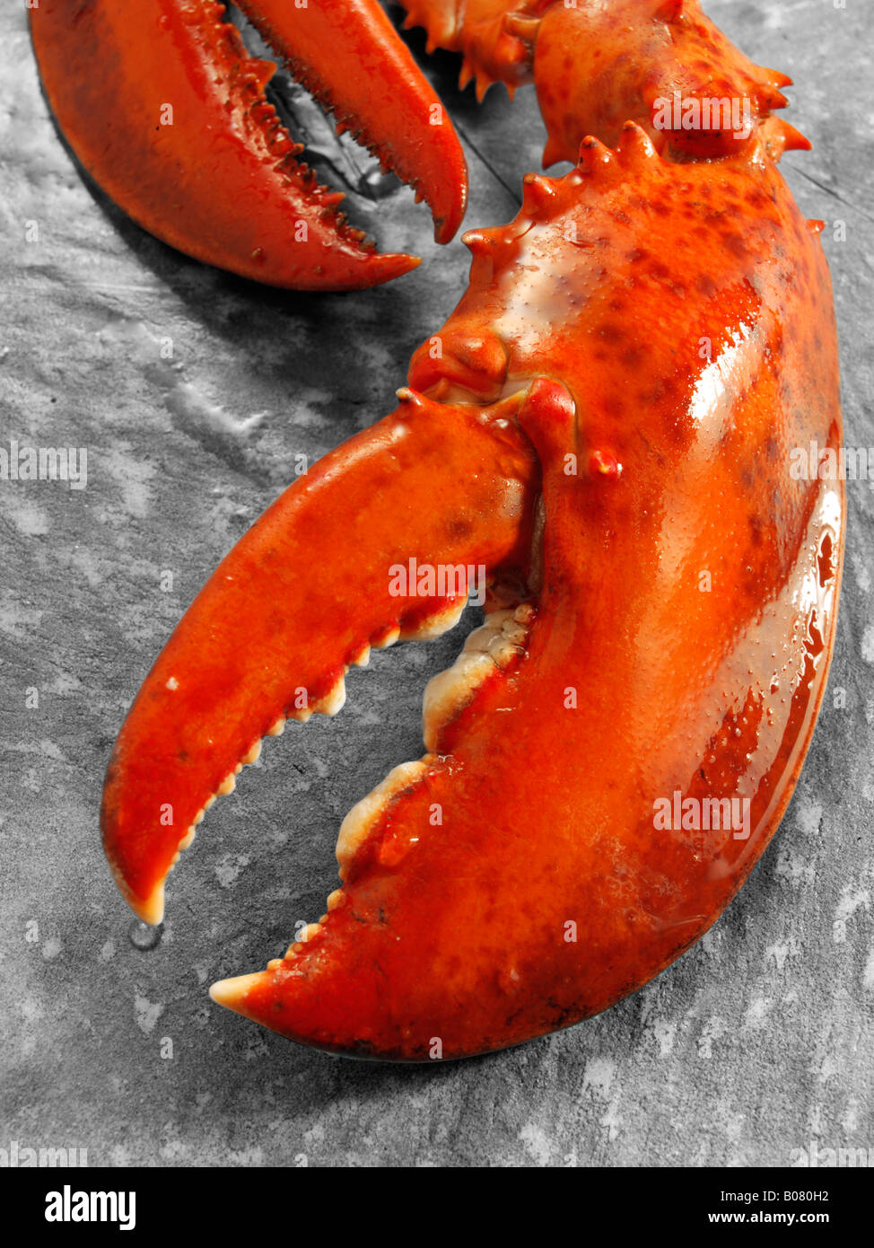 close up of a lobster claw Stock Photo