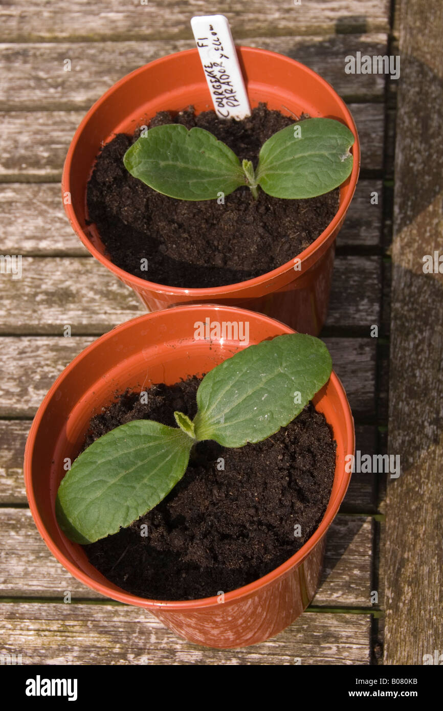 young courgette plants in pots variety name ParadorF1 Stock Photo Alamy
