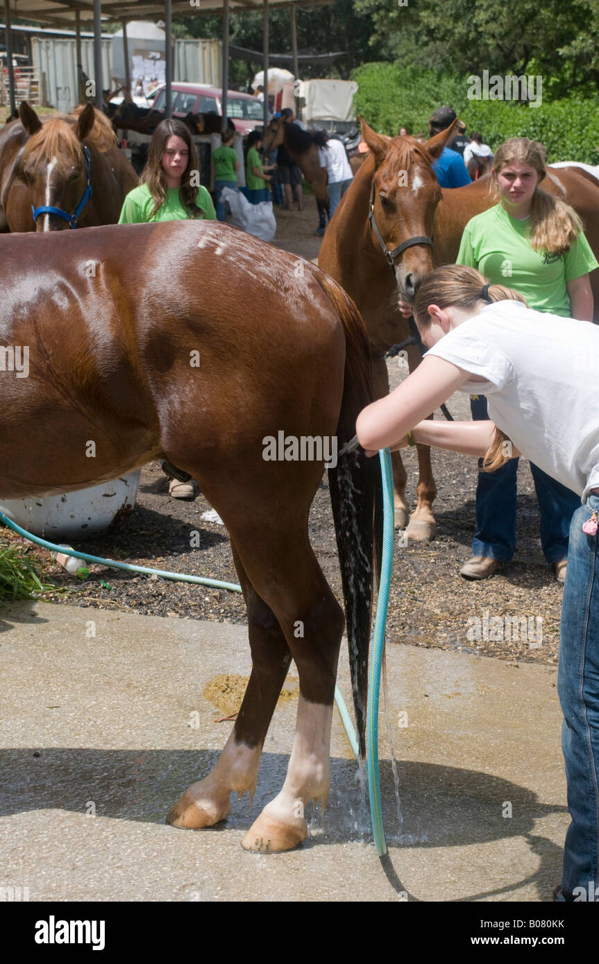 a young woman with a sponge washes a horse. High-quality photo Stock Photo  - Alamy