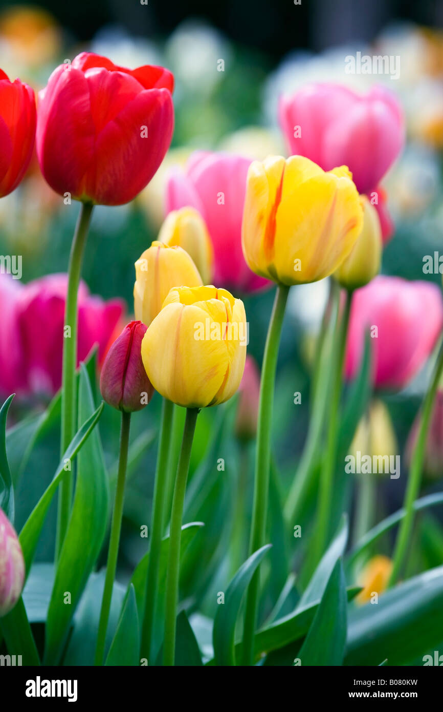 Coloured tulips in spring UK Stock Photo