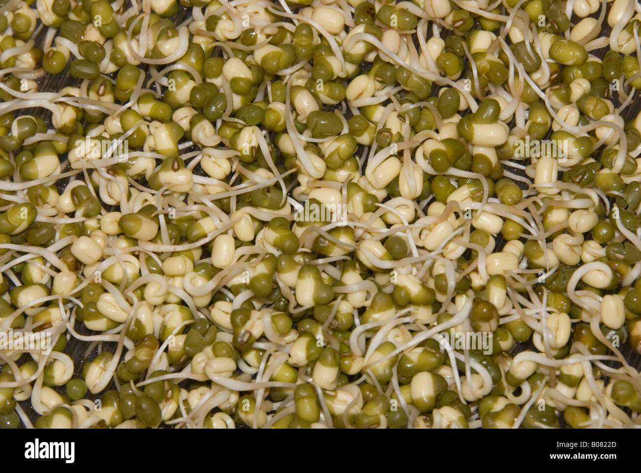 mung beans sprouting Stock Photo Alamy