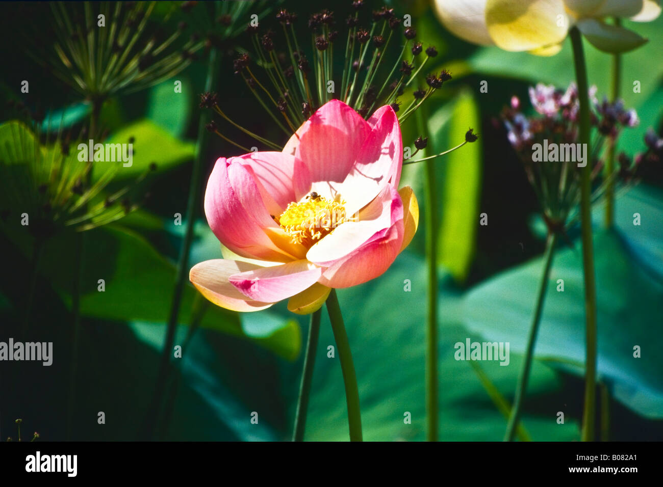 Lotos Lotus Blossom Stock Photo