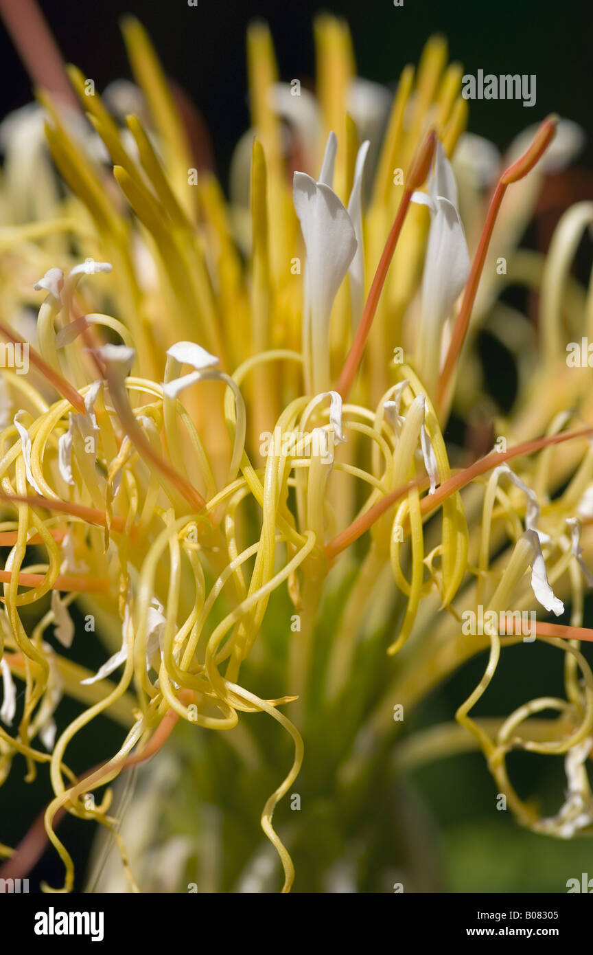 HEDYCHIUM ELLIPTICUM GINGER LILY Stock Photo