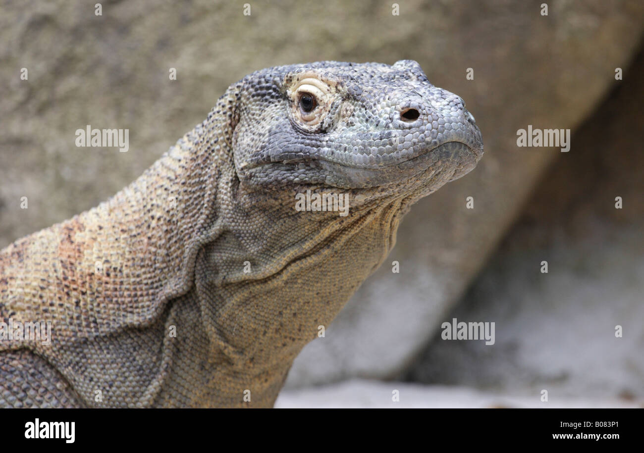 head of a komodo dragon Stock Photo