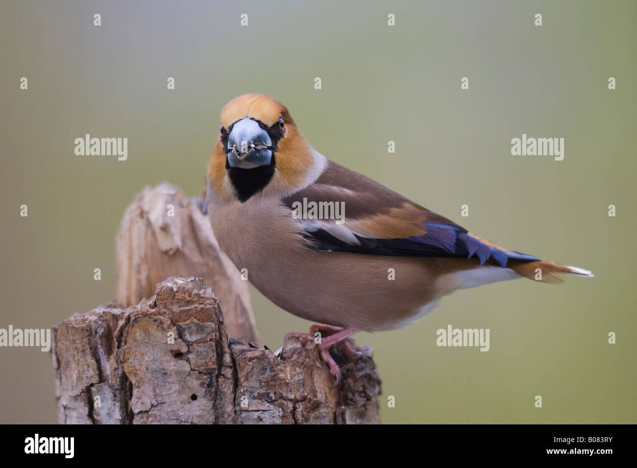 Male Hawfinch (Coccothraustes coccothraustes) Stock Photo