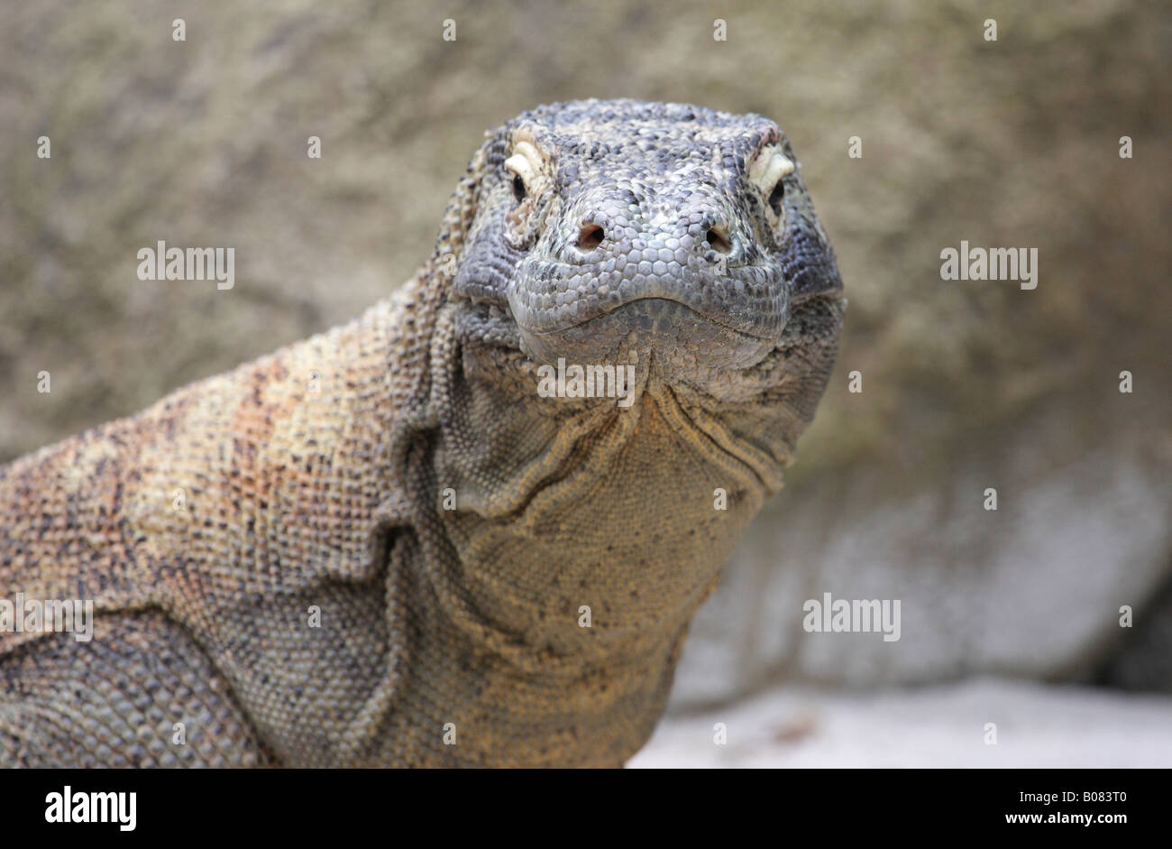 head of a komodo dragon Stock Photo