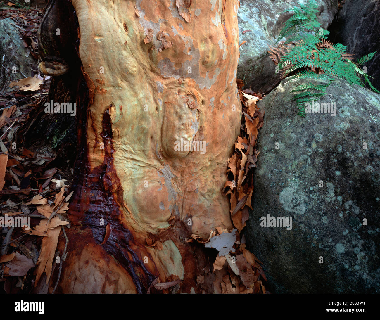 Sydney Red gum trunk ( Angophora costata) Brisbane Water National Park, NSW Australia Stock Photo