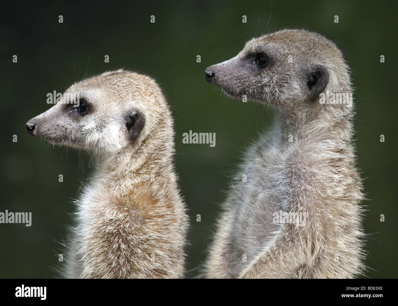 Portrait of two meerkats on the look out Stock Photo