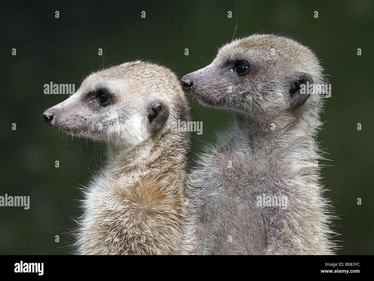 Portrait of two meerkats on the look out Stock Photo