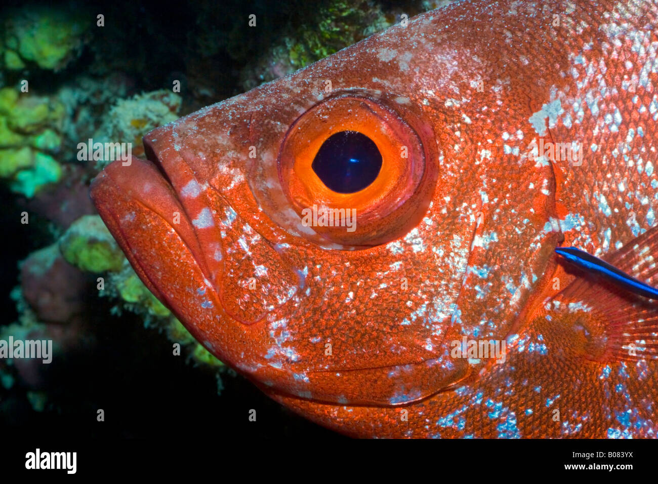 This Glasseye fish abandoned his nocturnal habits to pose for a