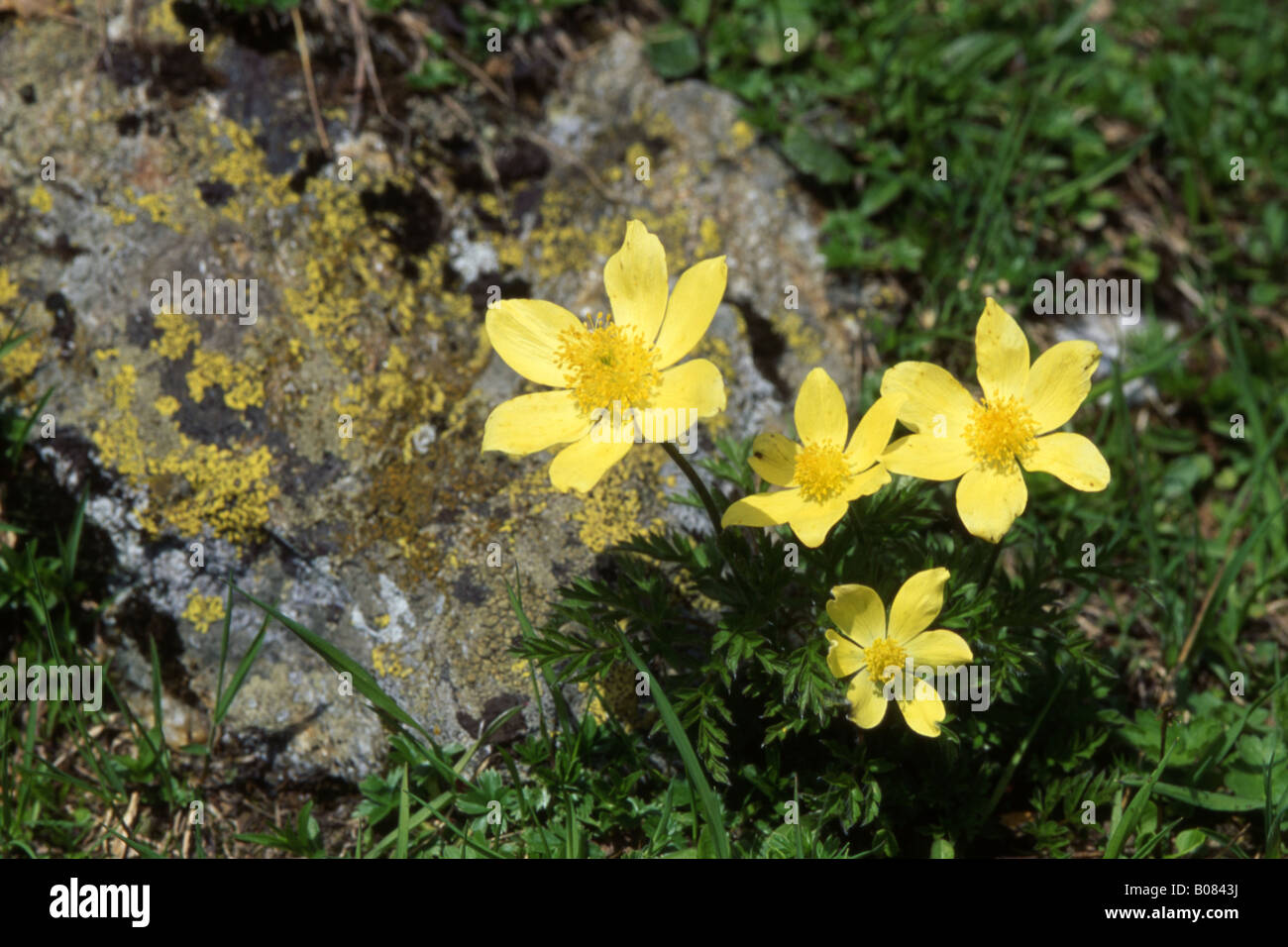 Alpine Pasqueflower (Pulsatilla alpina ssp apiifolia), flowering Stock Photo