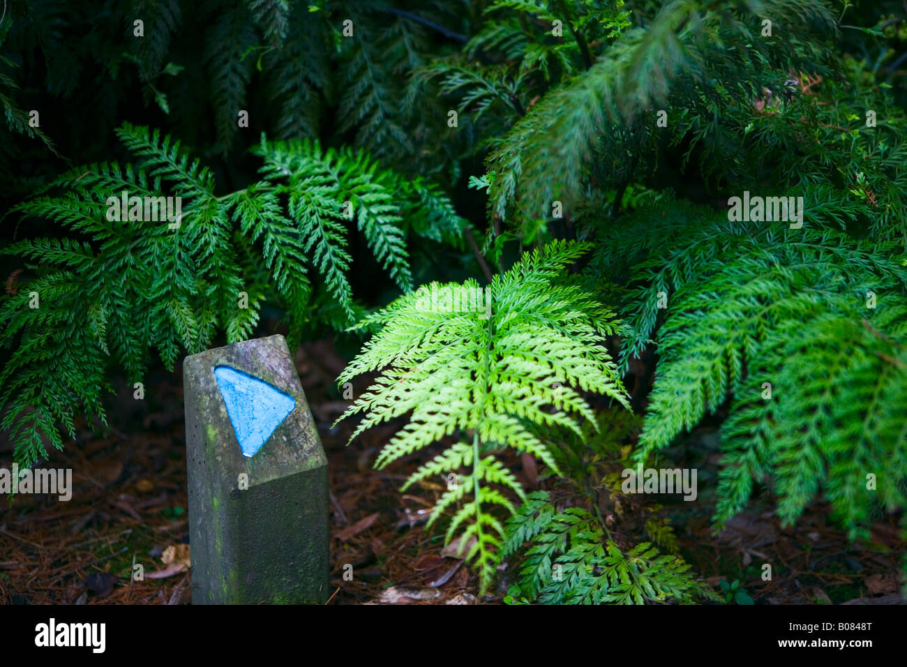 Ferns new zealand hi-res stock photography and images - Alamy