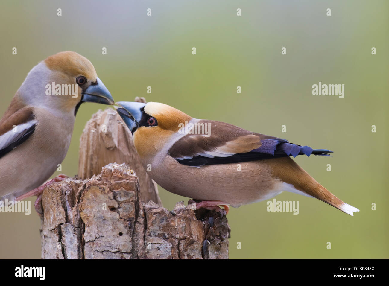 Male Hawfinch (Coccothraustes coccothraustes) offering food to female in courtship ritual Stock Photo