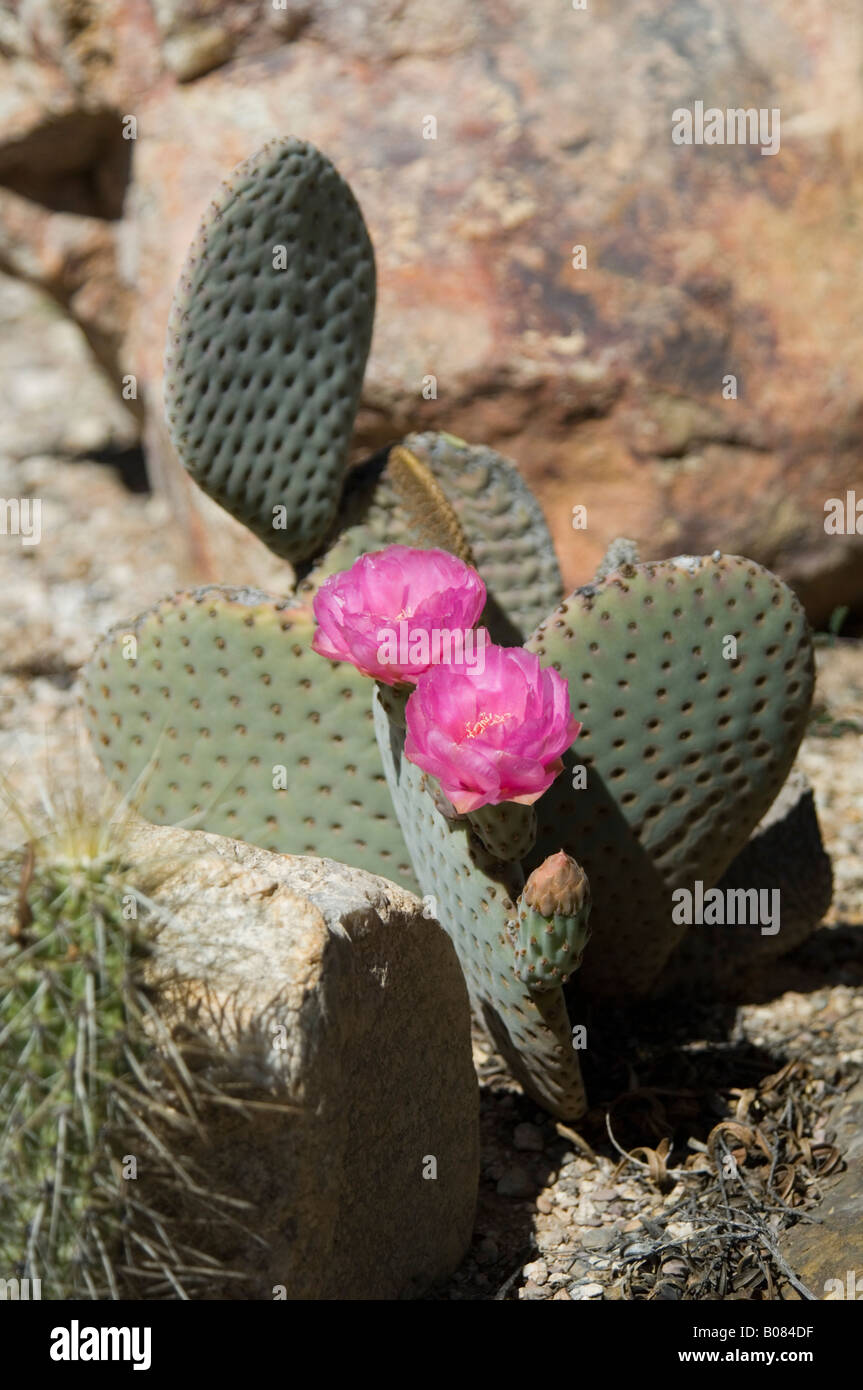 Santa Rita Prickly Pear Cactus Opuntia santa rita x basilaris Stock Photo