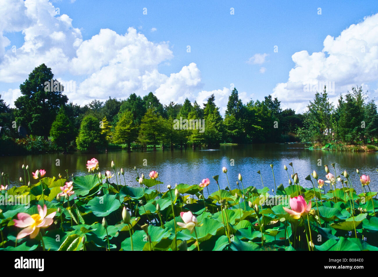 Lake with Lotos Lotus Blossoms Stock Photo