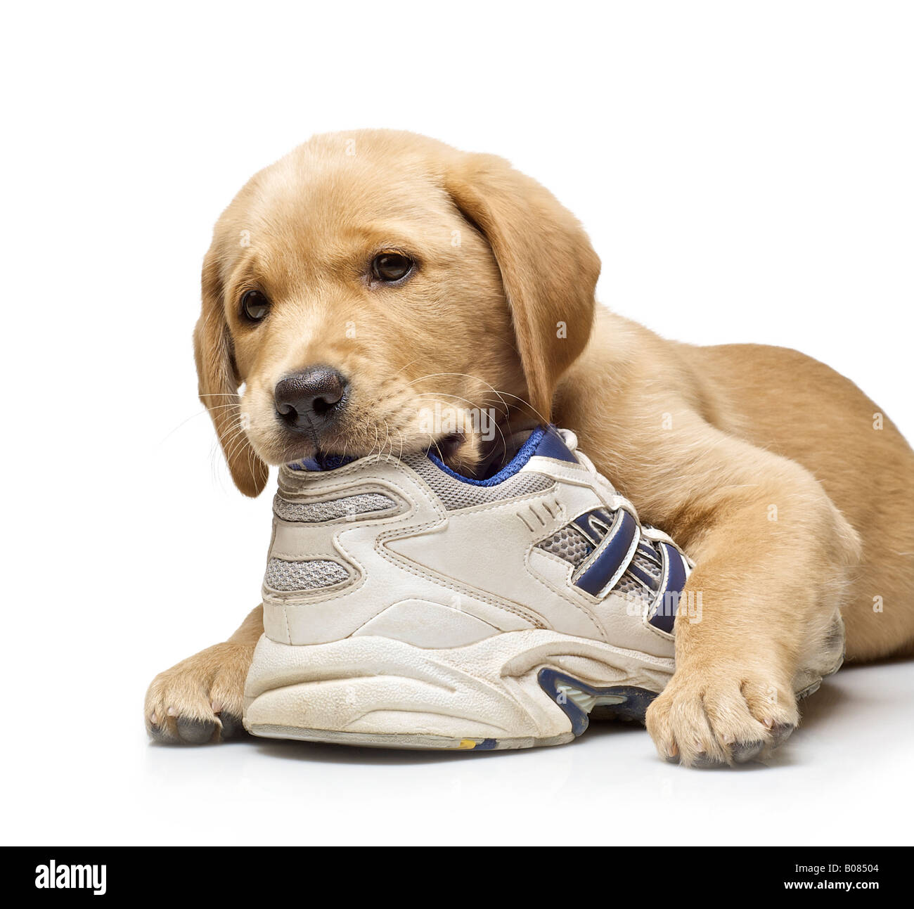 9 week old Labrador cross Golden Retriever puppy chewing on a white running  shoe on a white background Stock Photo - Alamy