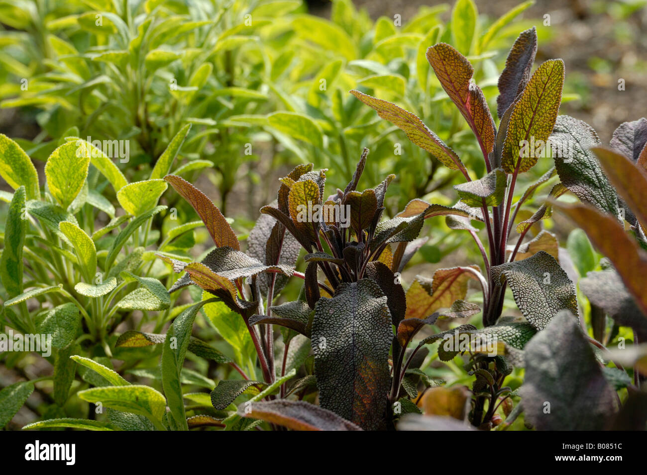 Purple and Pineapple Sage plants Stock Photo