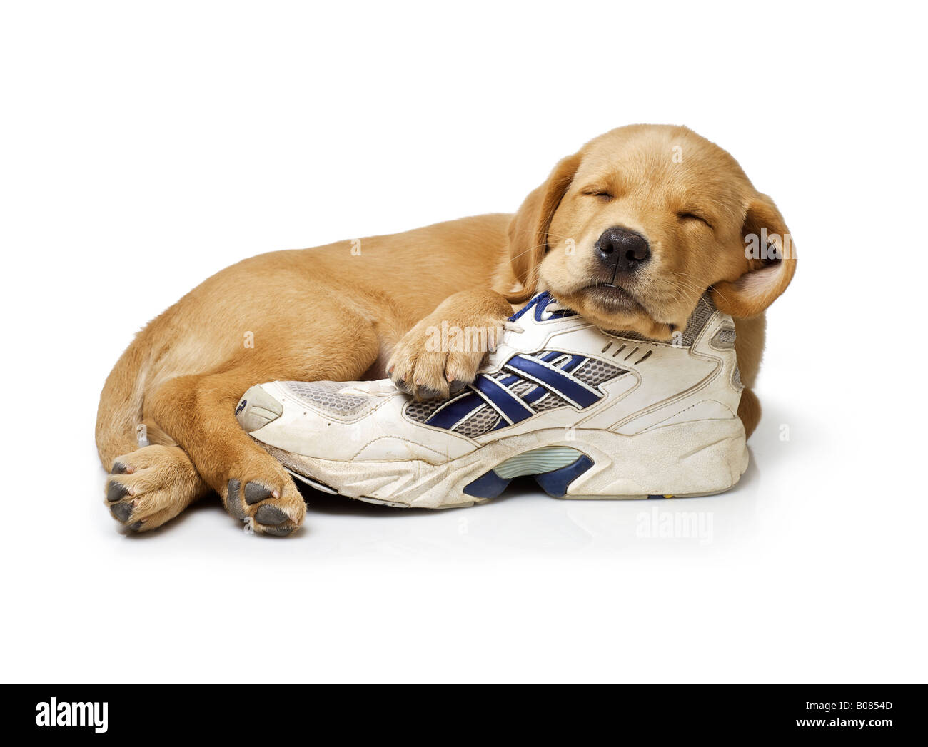 How Long Should A 9 Week Old Puppy Sleep