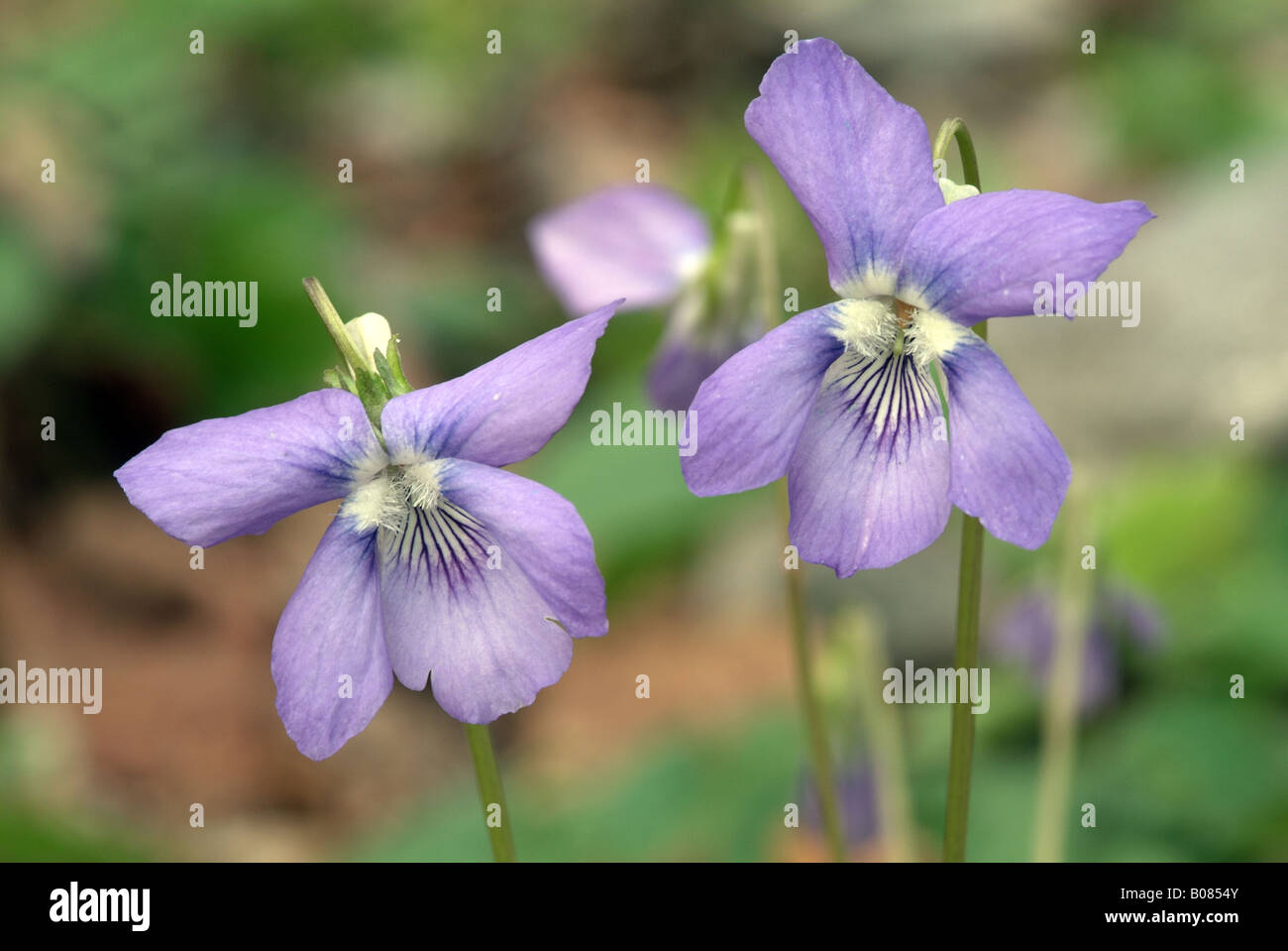 Dog Violet (Viola canina), flowering Stock Photo