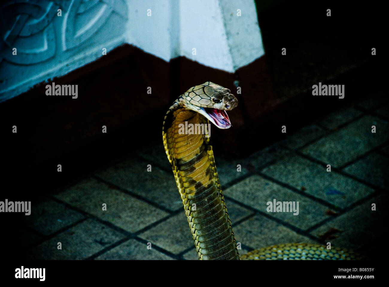 King cobra spreads it's hood and prepares to strike, shot in Thailand. The largest venomous snake in the world. Stock Photo