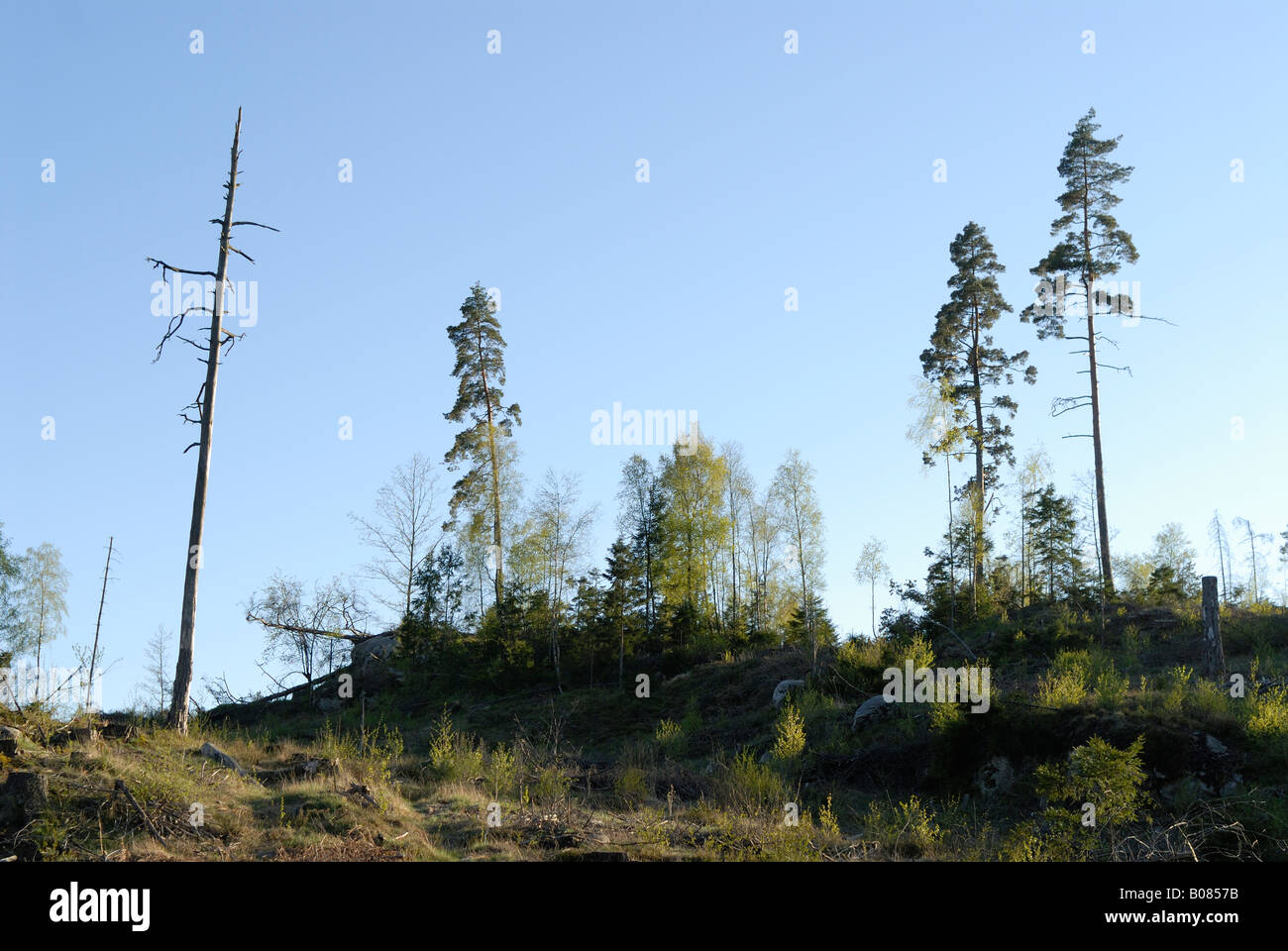 clear-cut area in Sweden Stock Photo
