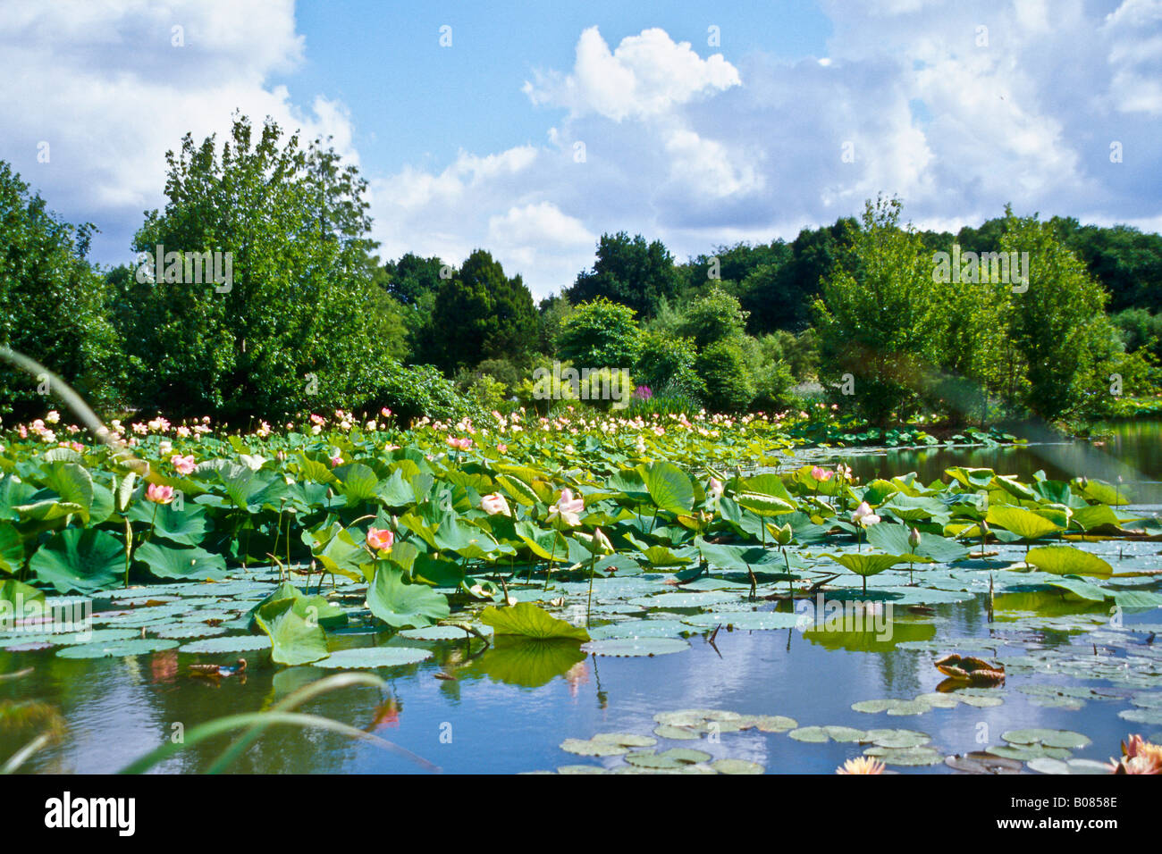 Lake with Lotus Lotos Stock Photo