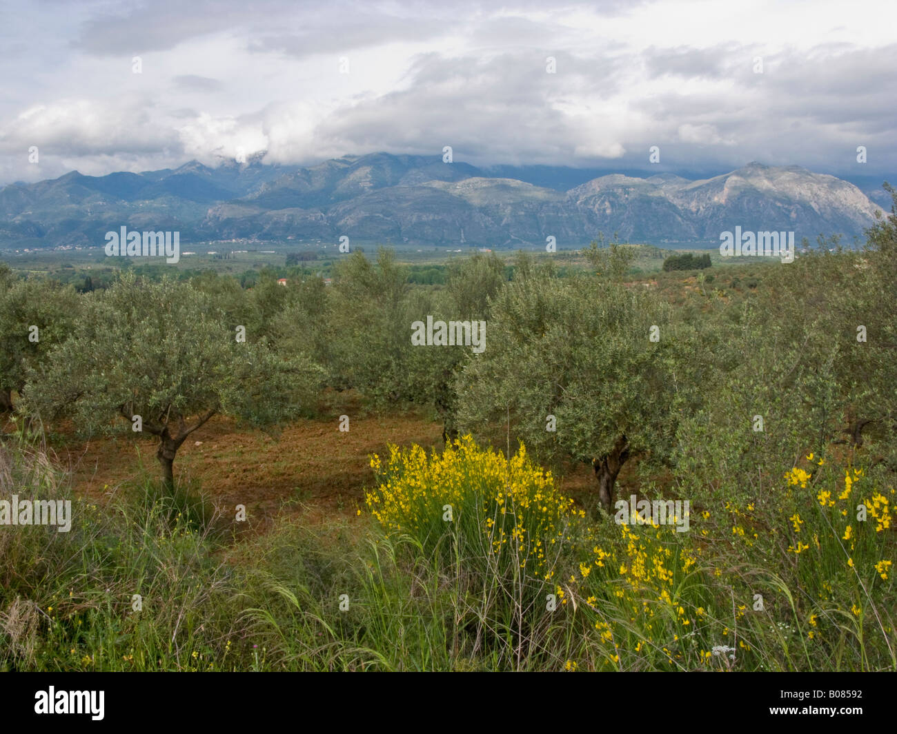 Olive trees greece hires stock photography and images Alamy