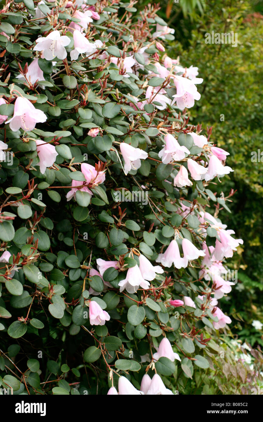 brabant thuja pflanzen Purgrün Thuja-Brabant-Dünger 1 kg main image 1