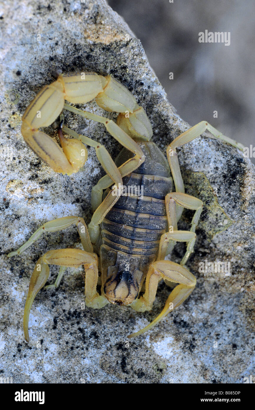 European scorpion Buthus occitanus on a stone Stock Photo