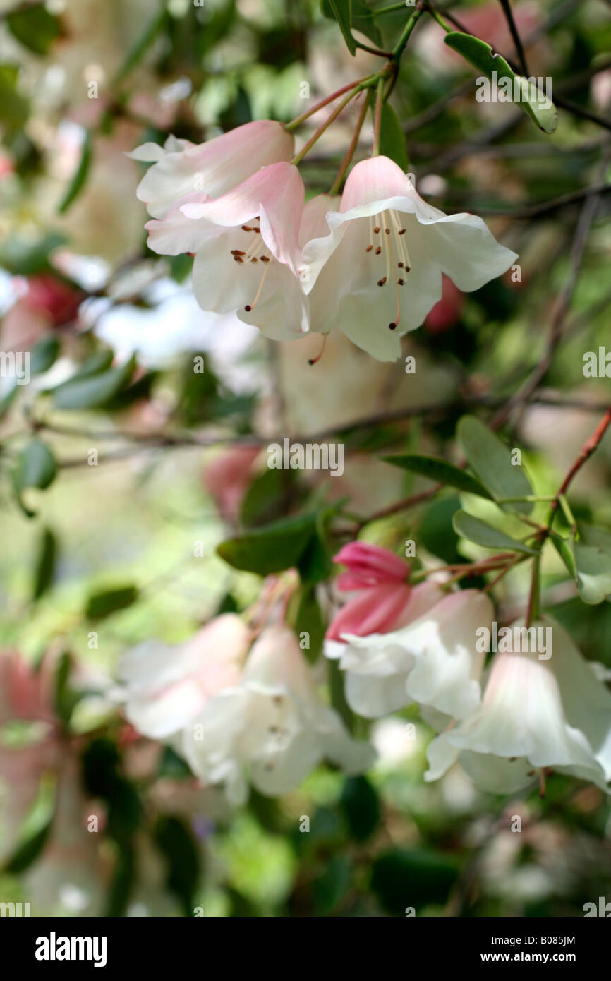 RHODODENDRON MOONSTONE GROUP Stock Photo Alamy