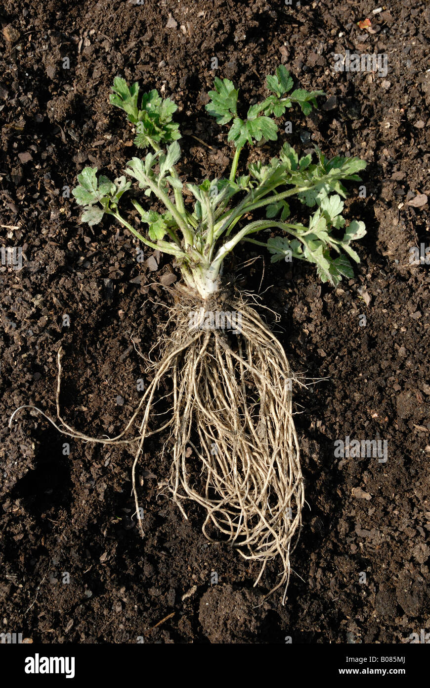 Creeping buttercup Ranunculus rupens showing roots, Wales, UK. Stock Photo