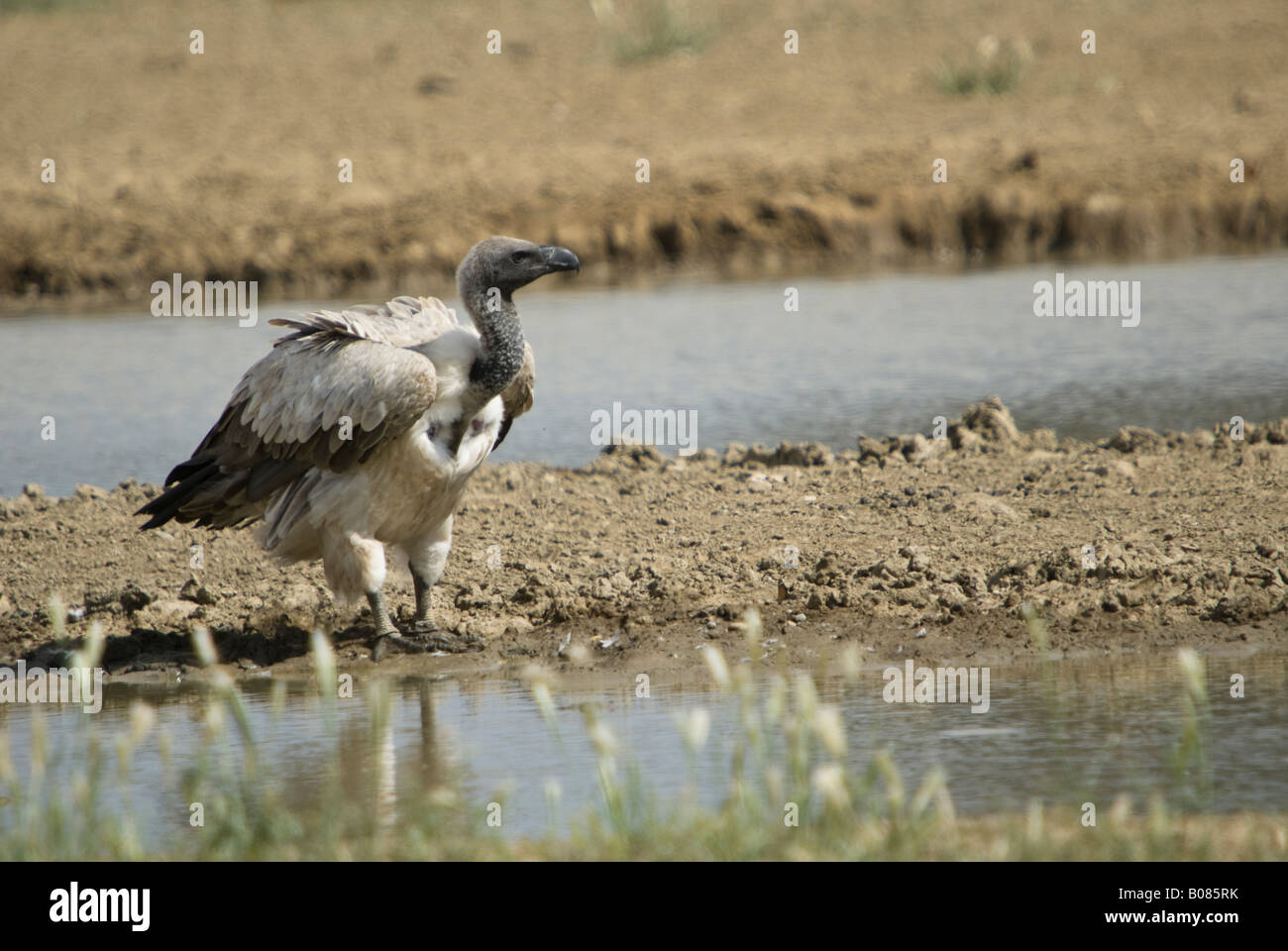 A cape griffon vulture standing next to a waterhole in the Kalahari Stock Photo