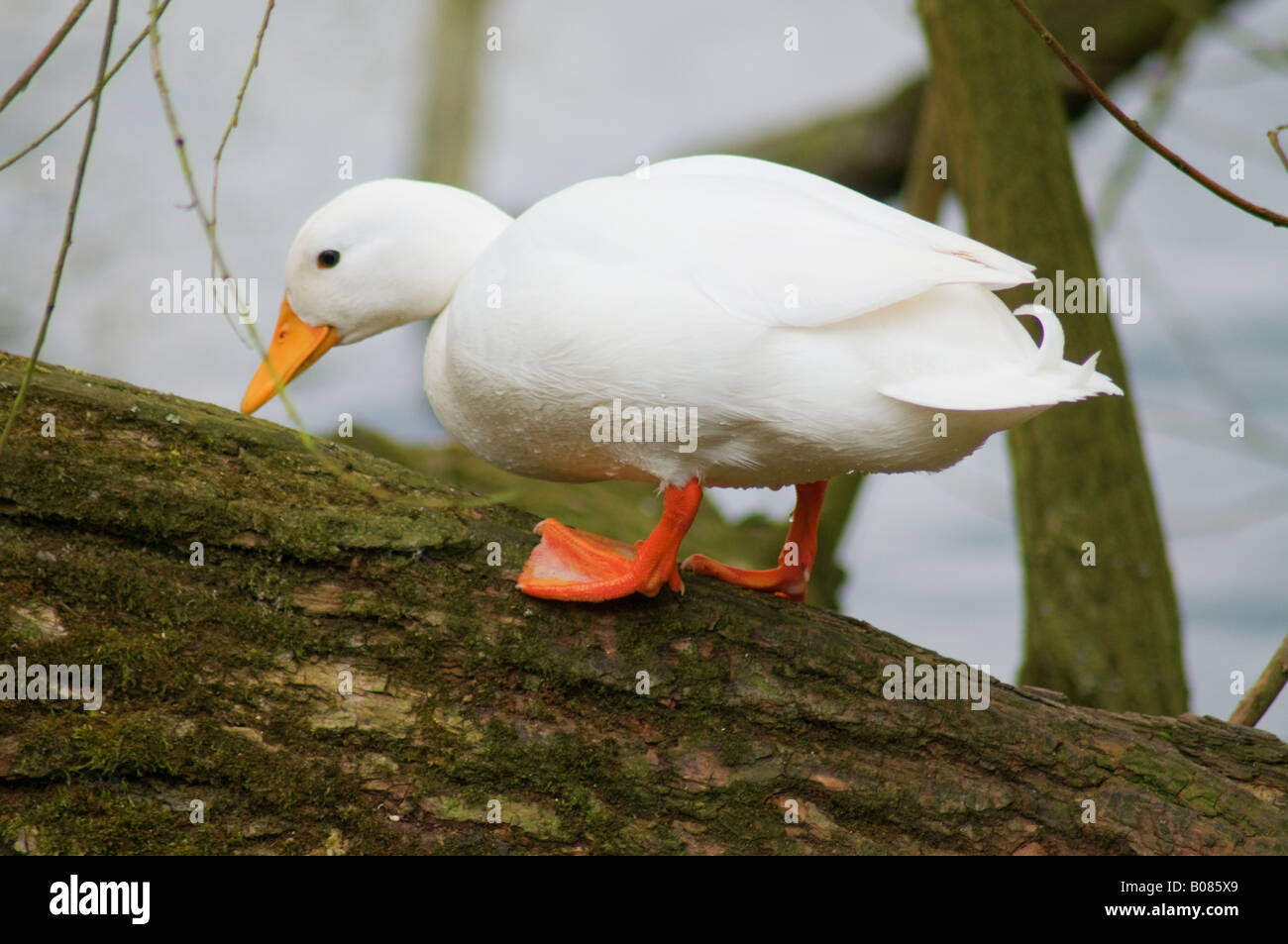 Climbing pure white duck tree branch pond lake ditch hires stock
