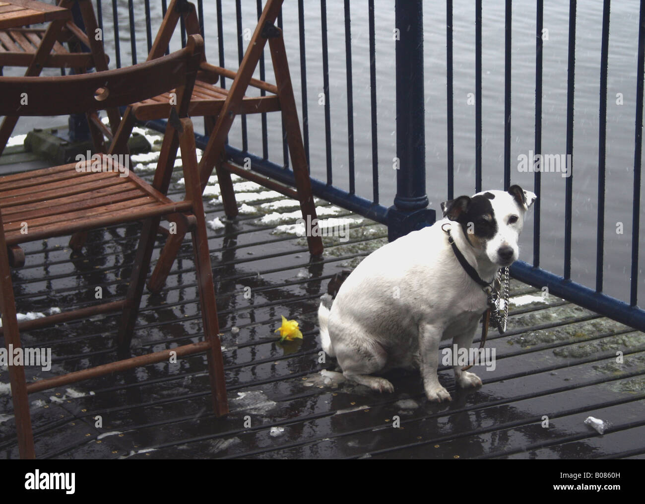 Dog tied up outside park cafe Stock Photo Alamy