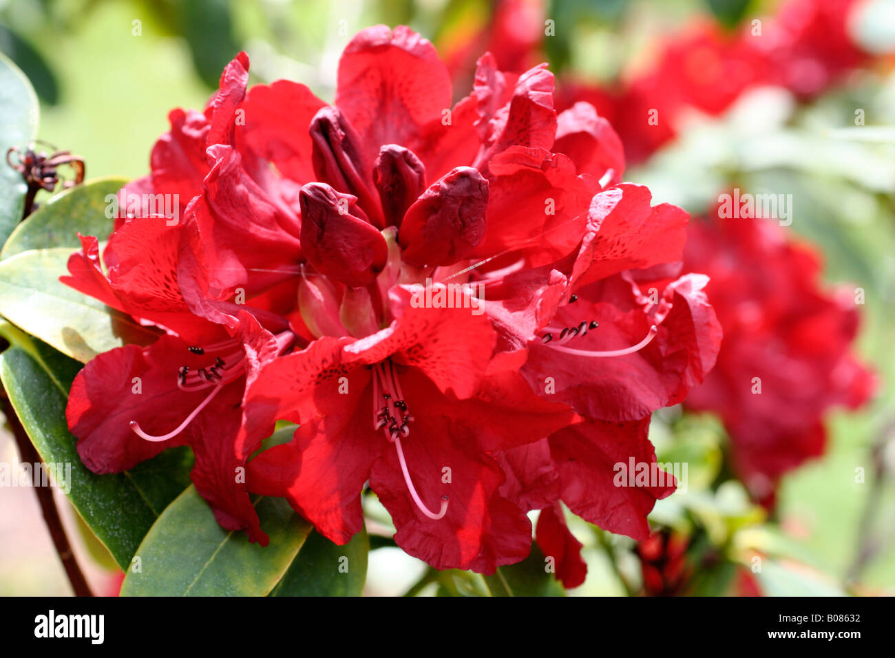 RHODODENDRON QUEEN OF HEARTS Stock Photo