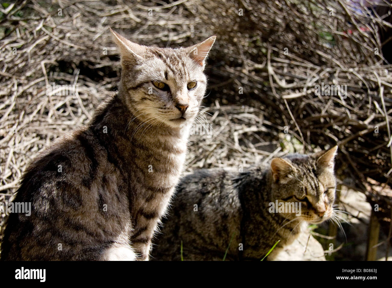 Tabby Cats sitting in the sun Stock Photo - Alamy