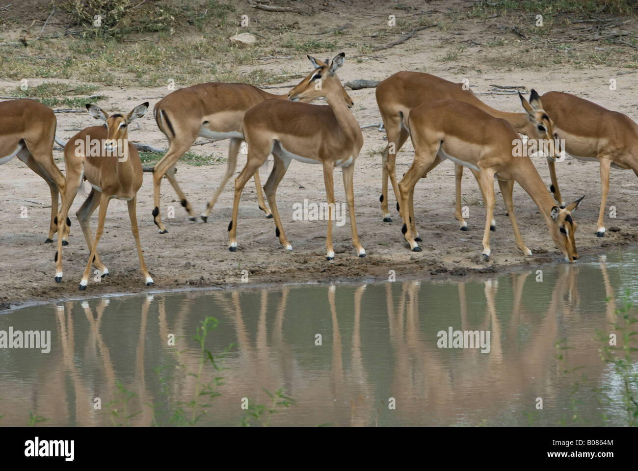 A herd of impala ewes standing next to a waterhole Stock Photo