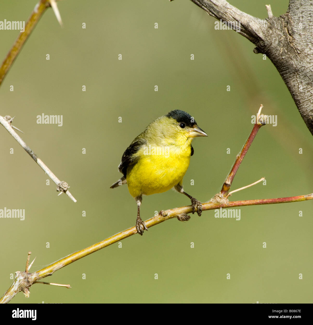 Lesser Goldfinch Carduelis psaltria Stock Photo