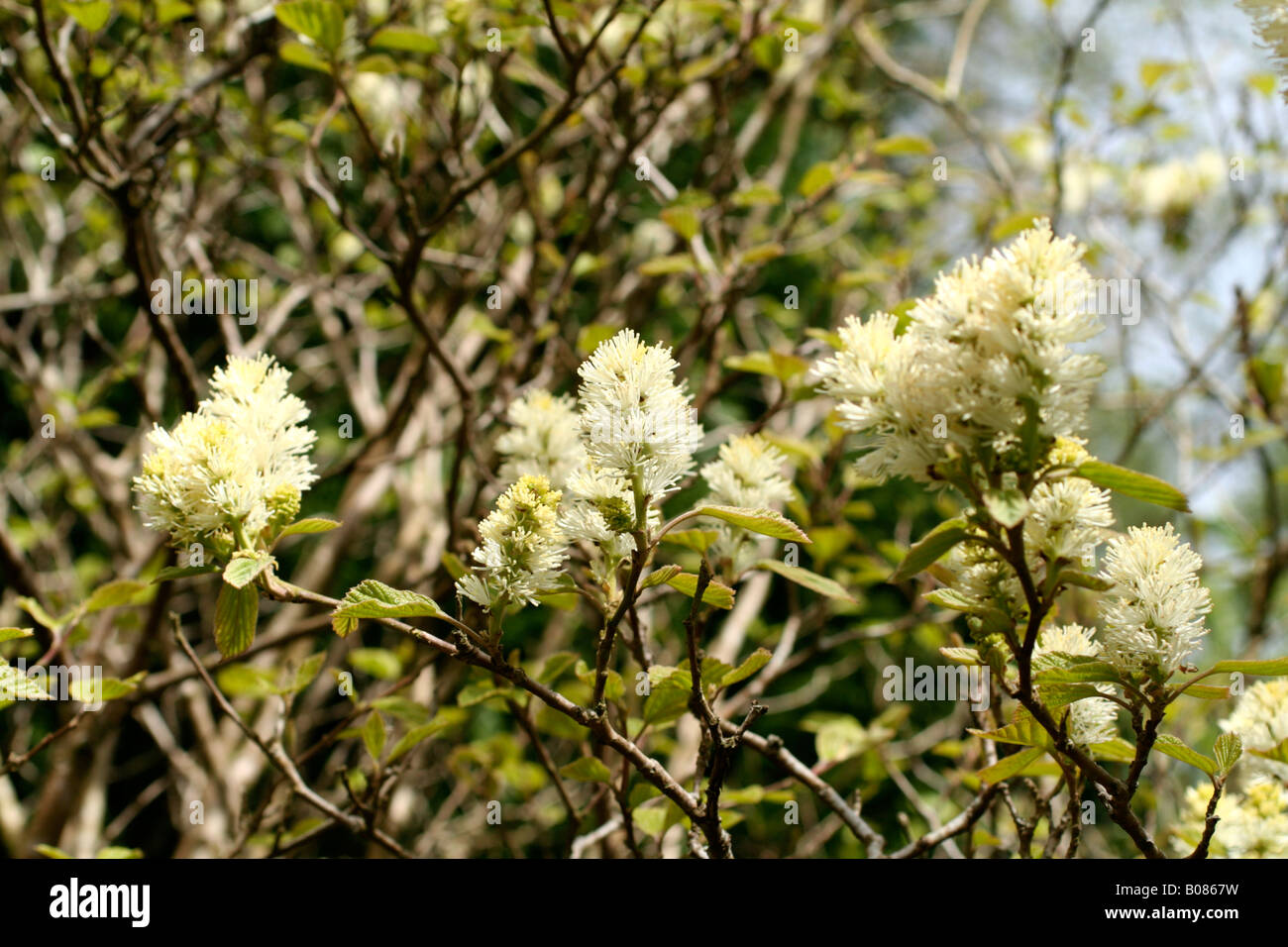 FOTHERGILLA MAJOR IN BLOOM LATE APRIL Stock Photo Alamy
