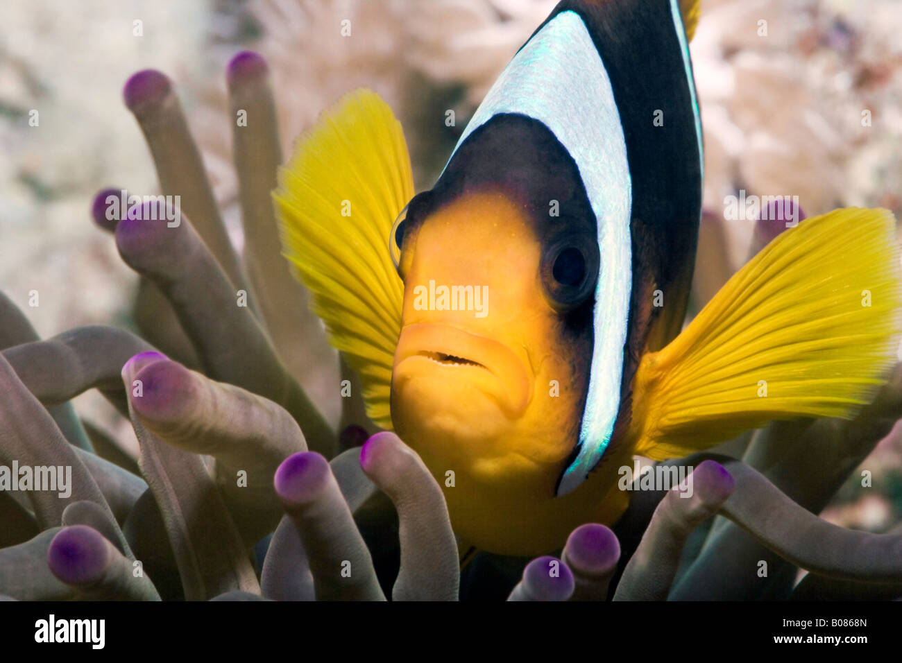 A Sebae Anemonefish or Clownfish, also known as a Northern Indian Damselfish. Stock Photo